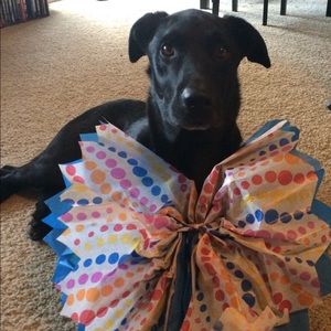 Meet your Posher, Lyndsey